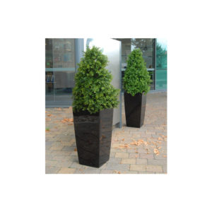 Pyramid Buxus