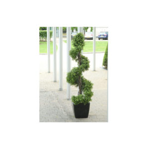 Spiral Buxus