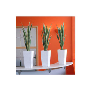 Sansevieria in white maxi pot